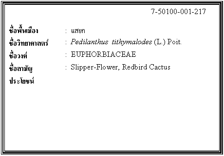 กล่องข้อความ: 7-50100-001-217 ชื่อพื้นเมือง : แสยก ชื่อวิทยาศาสตร์ : Pedilanthus tithymalodes (L.) Poit. ชื่อวงศ์ : EUPHORBIACEAE ชื่อสามัญ : Slipper-Flower, Redbird Cactus ประโยชน์